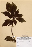 藏品(昆欄樹)的圖片